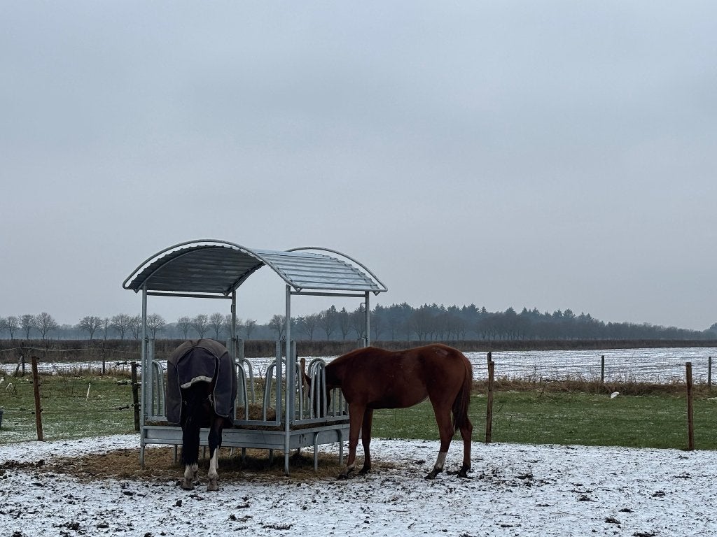 Stalling en weidegang hengst gezocht vanaf eind 2027, Dieren en Toebehoren, Stalling en Weidegang, Weidegang, 1 paard of pony