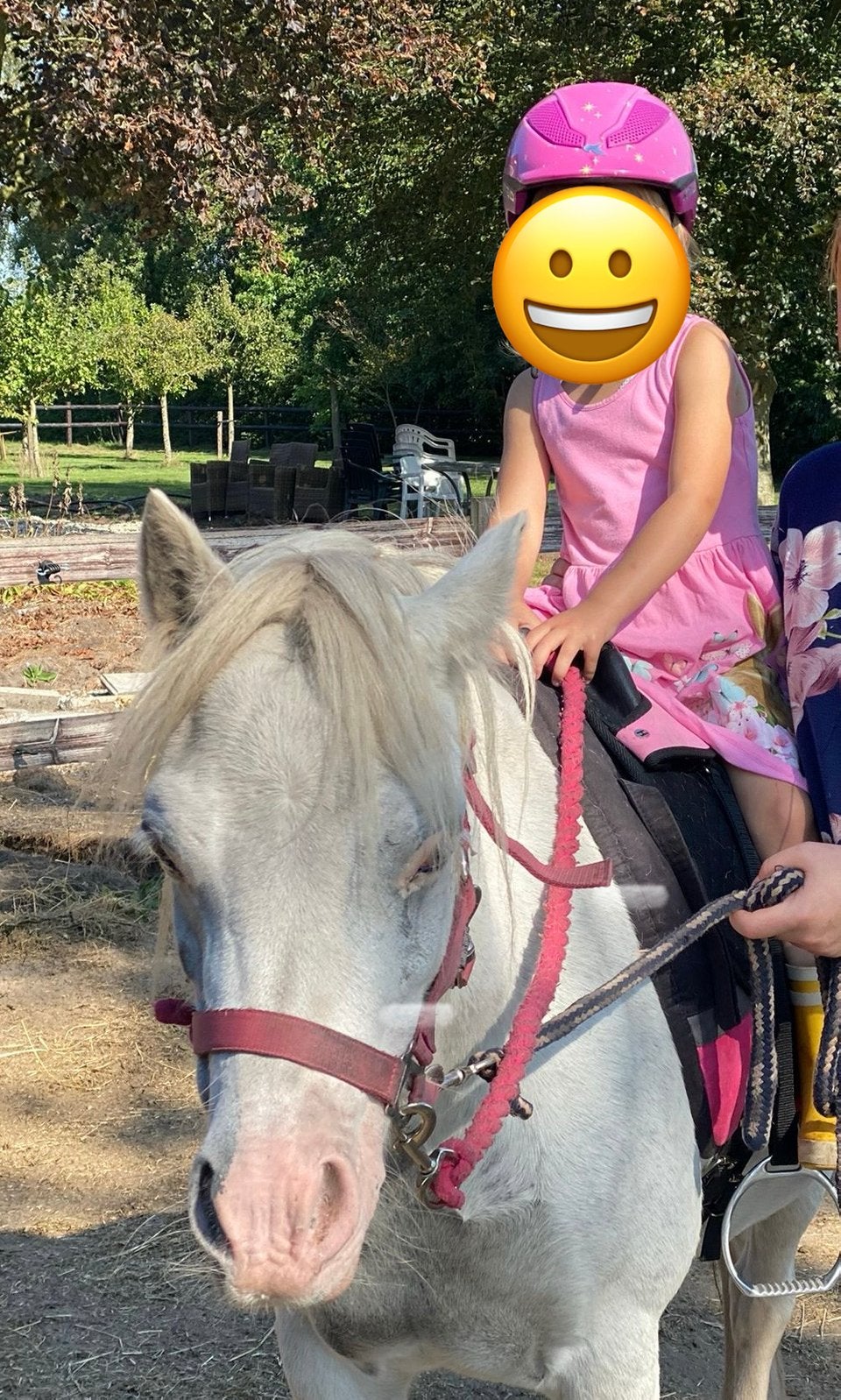 Welsh a stermerrie, Merrie, B pony (1.17m tot 1.27m), Met stamboom, 7 tot 10 jaar