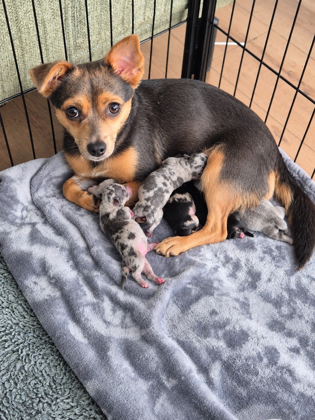 merle jackrussell x chihuahua, Jack Russell Terriër, CDV (hondenziekte), 8 tot 15 weken, Meerdere