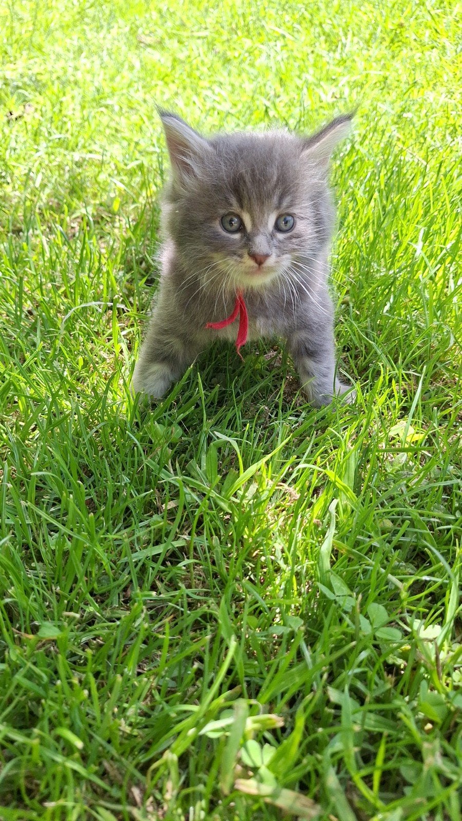 Blue silver tabby blotched maine coon kittens, Meerdere dieren, Met stamboom