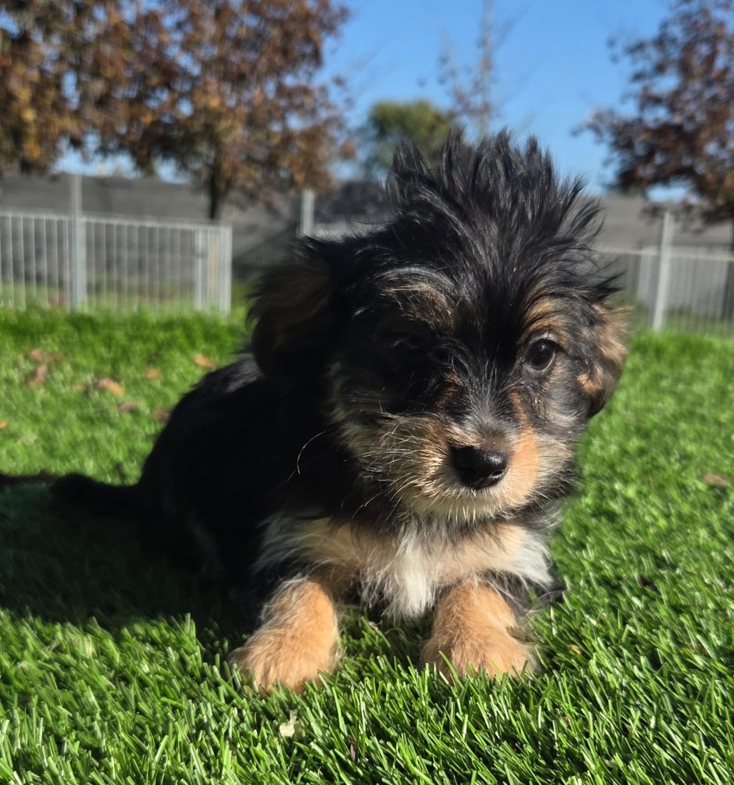 Te koop leuke Yorkshire Terriër pups, Dieren en Toebehoren, Yorkshire Terriër, Nederland, 8 tot 15 weken, Meerdere