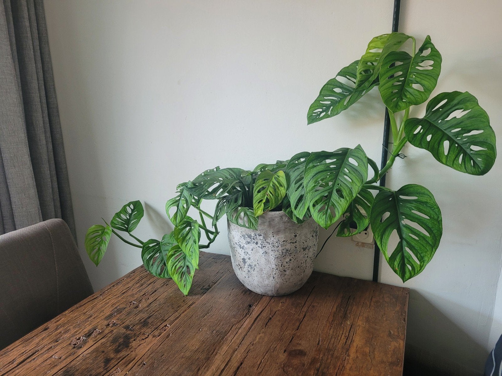 Monstera 'Monkey Mask' - Unieke Gatenplant, Ophalen, Overige soorten, Halfschaduw, In pot
