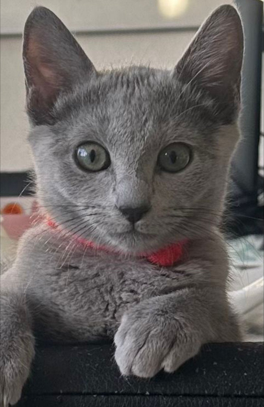 Blauwe Rus kittens met stamboom, Meerdere dieren, Met stamboom