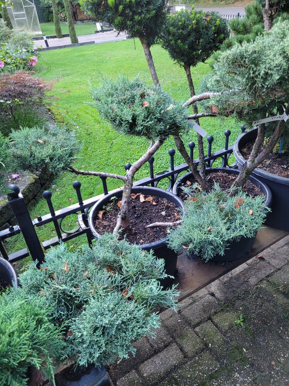 Juniperus vormsnoei bonsai - Japanse stijl vanaf 99€, Ophalen