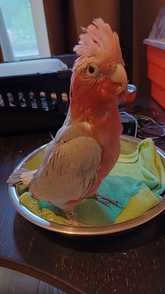 Rose kaketoe, Dieren en Toebehoren, Vogels | Parkieten en Papegaaien, Meerdere dieren, Papegaai, Geringd