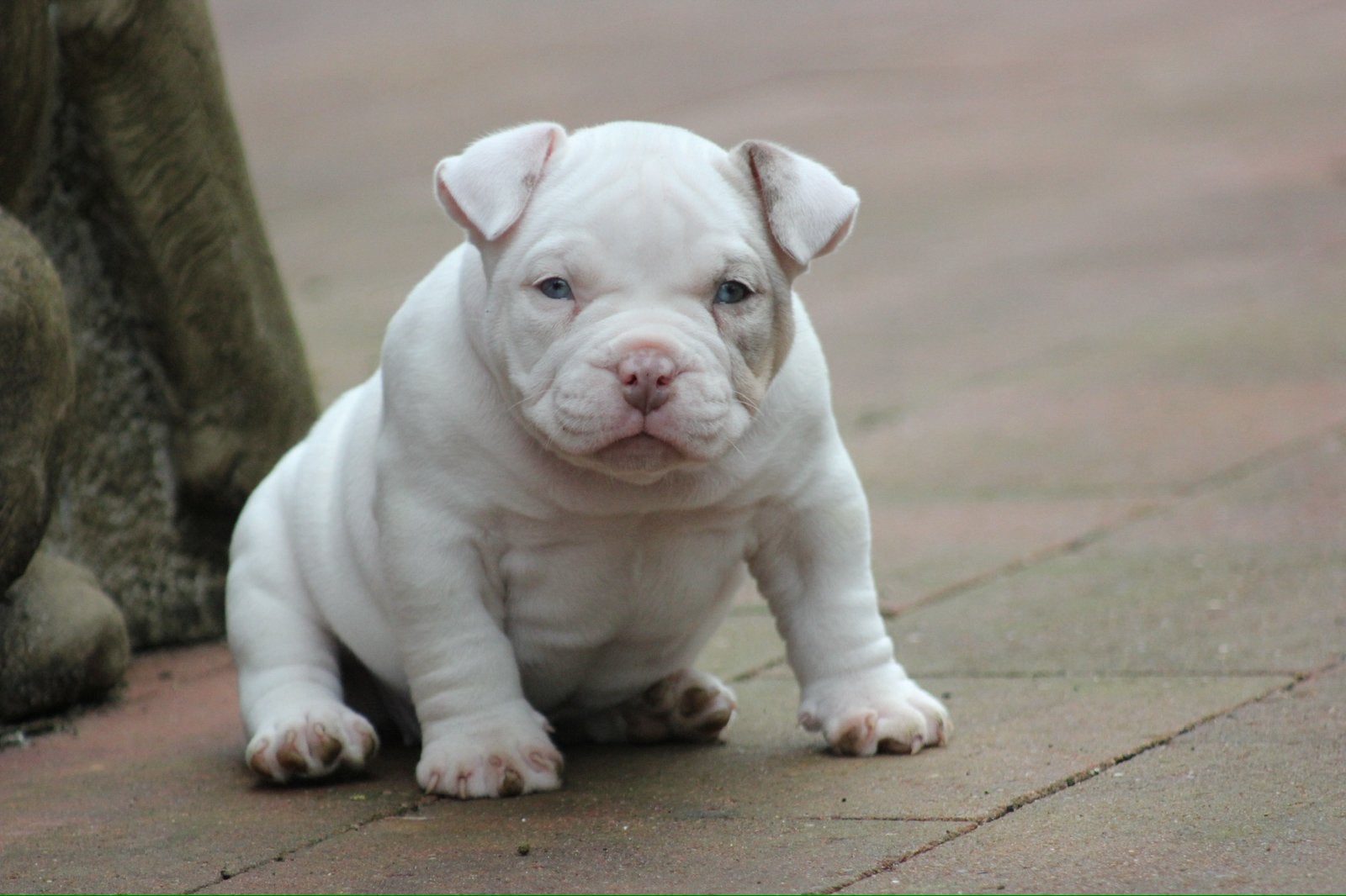 American bully pups, Overige rassen, 8 tot 15 weken, Teef, Parvo