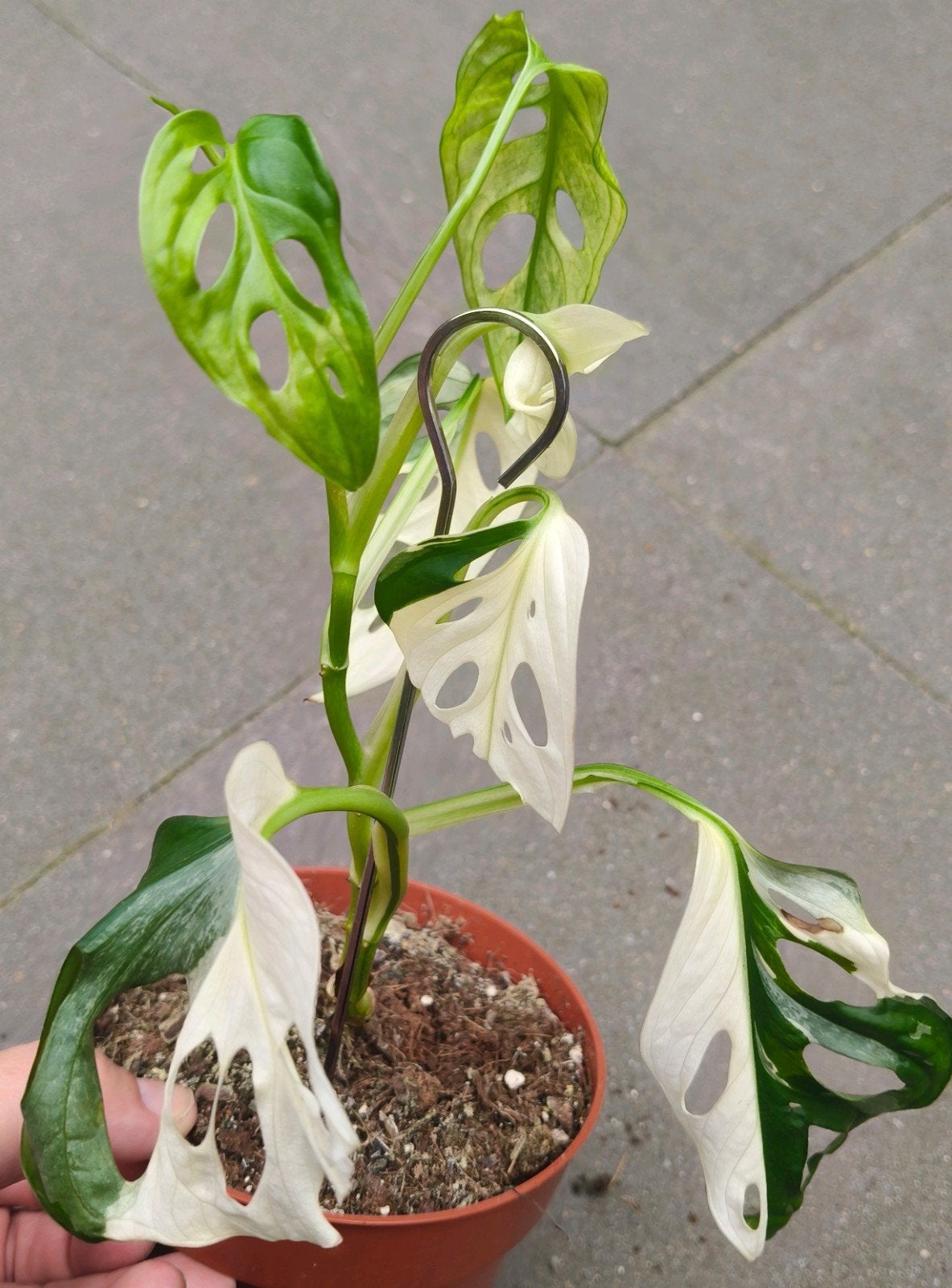 Monstera adansonii Albo Variegata, Huis en Inrichting, Ophalen of Verzenden, Halfschaduw, Minder dan 100 cm