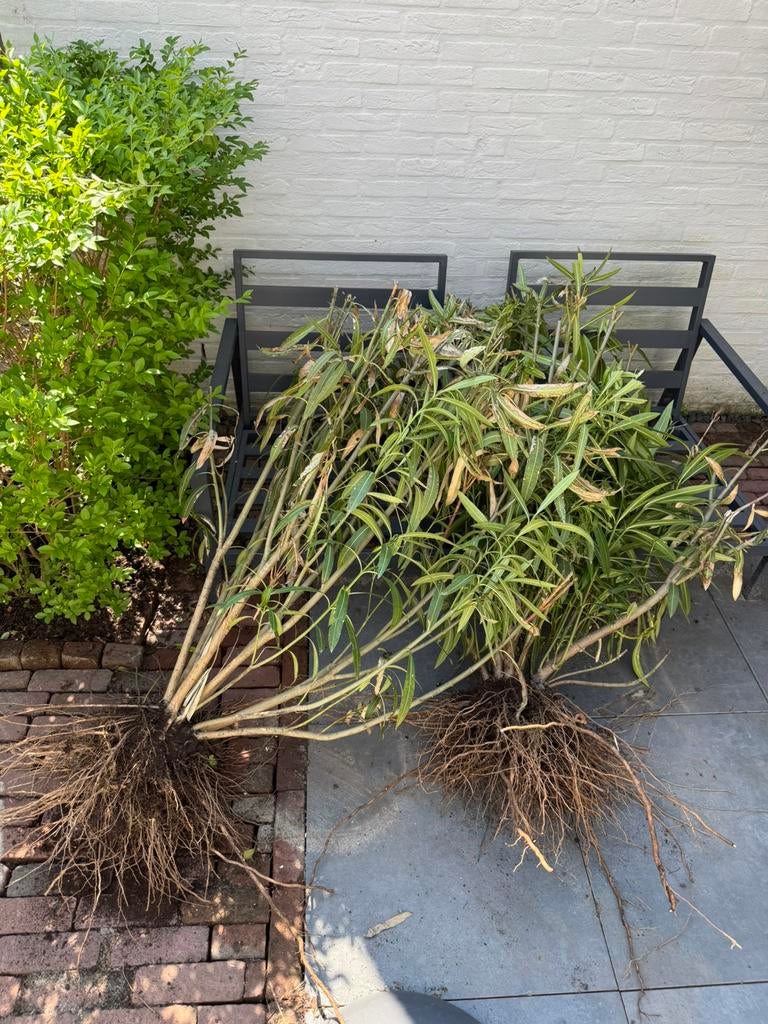 Gratis: 2 oleanders, Ophalen, Overige soorten, Volle zon