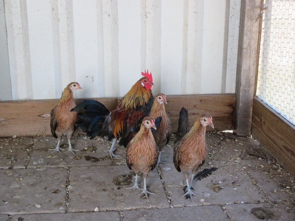 Hollandse kriel, Dieren en Toebehoren, Pluimvee, Meerdere dieren, Kip
