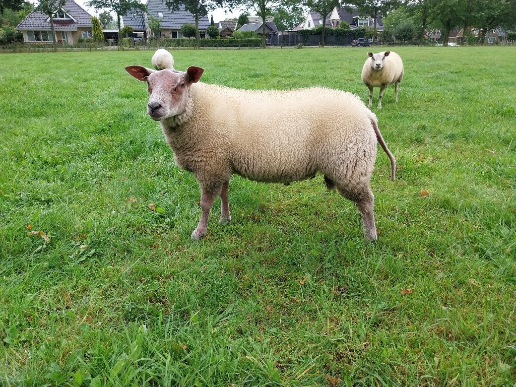 Dekram rouge, Dieren en Toebehoren, Schapen, Geiten en Varkens, Mannelijk, Schaap, 0 tot 2 jaar