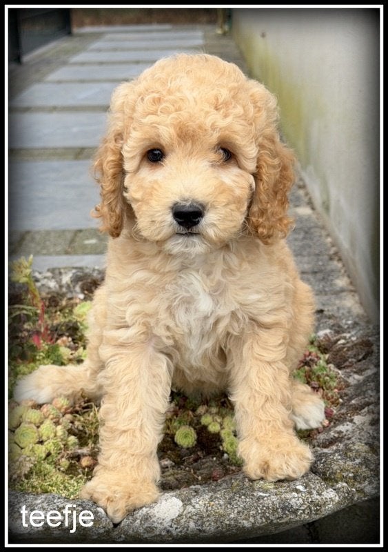 Labradoodle  pups +/- 45 cm, Nederland, Parvo, Overige rassen, 8 tot 15 weken