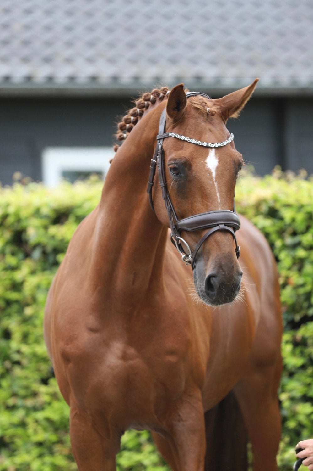 Ervaren internationaal springpaard, 12 jaar, Dieren en Toebehoren, Paarden, Springpaard, Ruin, 170 tot 175 cm, Met stamboom