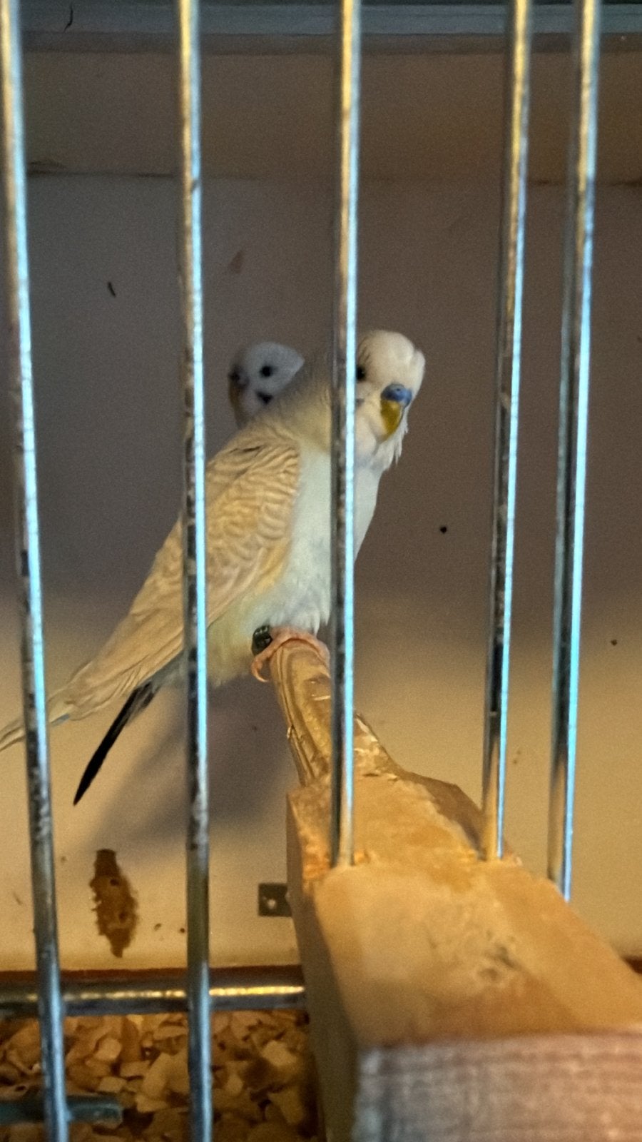 Te koop grasparkiet man van 2026, Dieren en Toebehoren, Vogels | Parkieten en Papegaaien, Mannelijk, Parkiet, Geringd