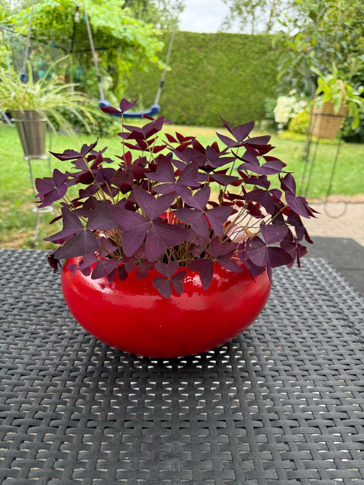 Oxalis Triangularis in Rode Pot - Klavertje Vier, Kunststof, Minder dan 30 cm, Minder dan 60 cm, Rond