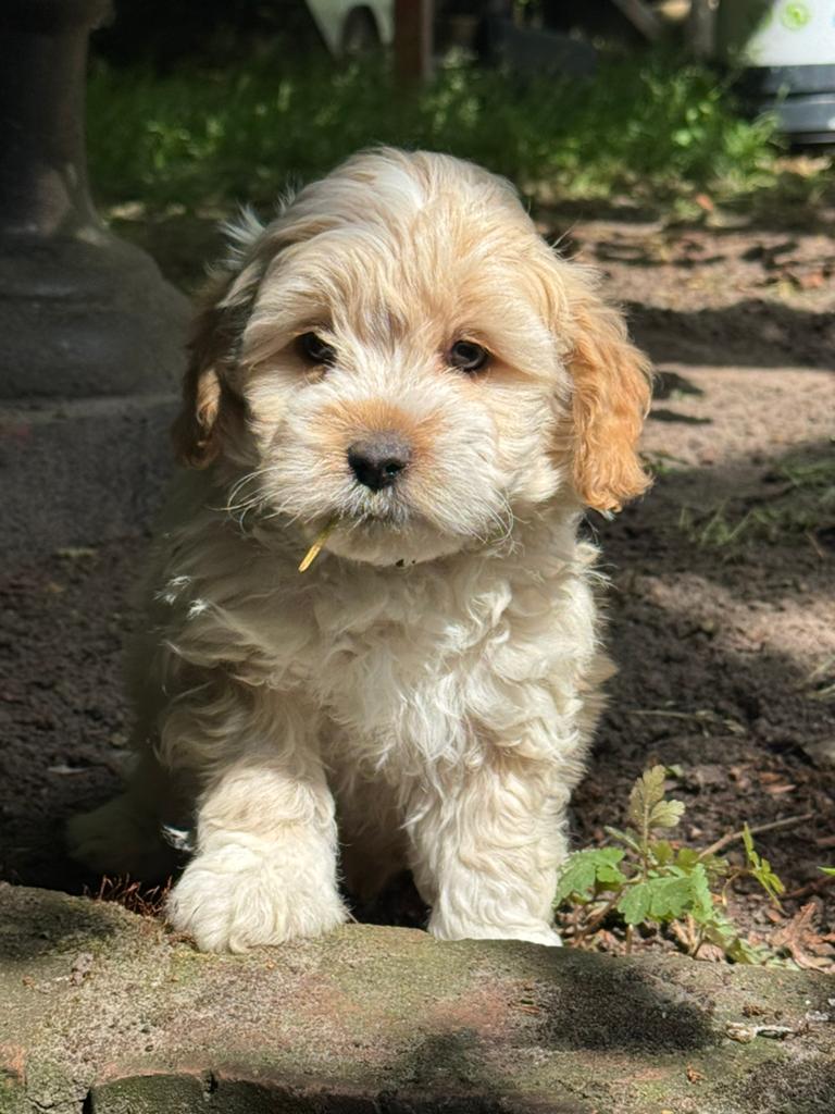 Maltipoo pups  teefje 1750€ super mooi reu 1650, Dieren en Toebehoren, Nederland, Parvo, Overige rassen, 8 tot 15 weken