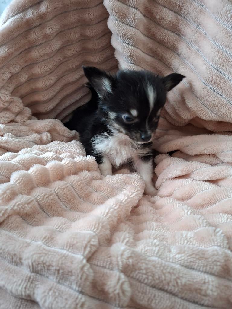 Chihuahua pups langharig mogen uitvliegen nog 1 reutje, Parvo, Reu, 8 tot 15 weken, Meerdere