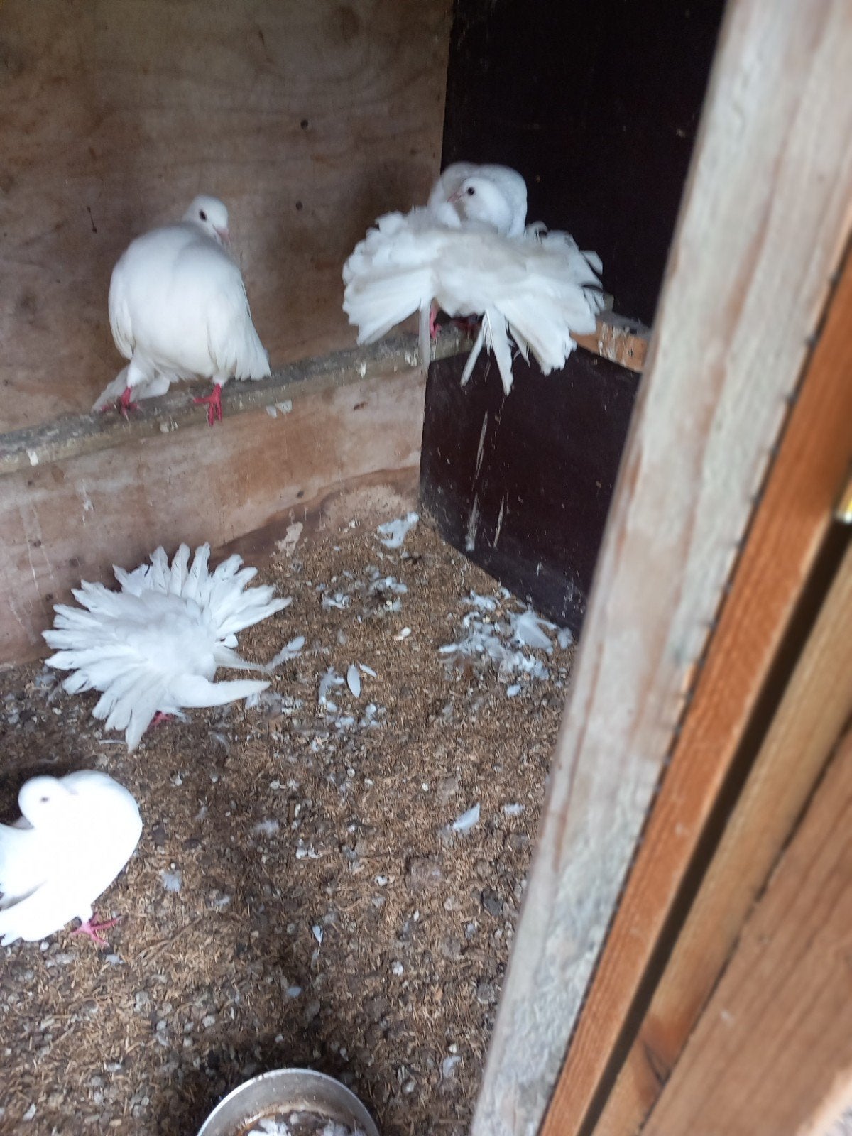 Te.koop mooie paauwstaarten, Dieren en Toebehoren, Vogels | Duiven, Meerdere dieren, Postduif