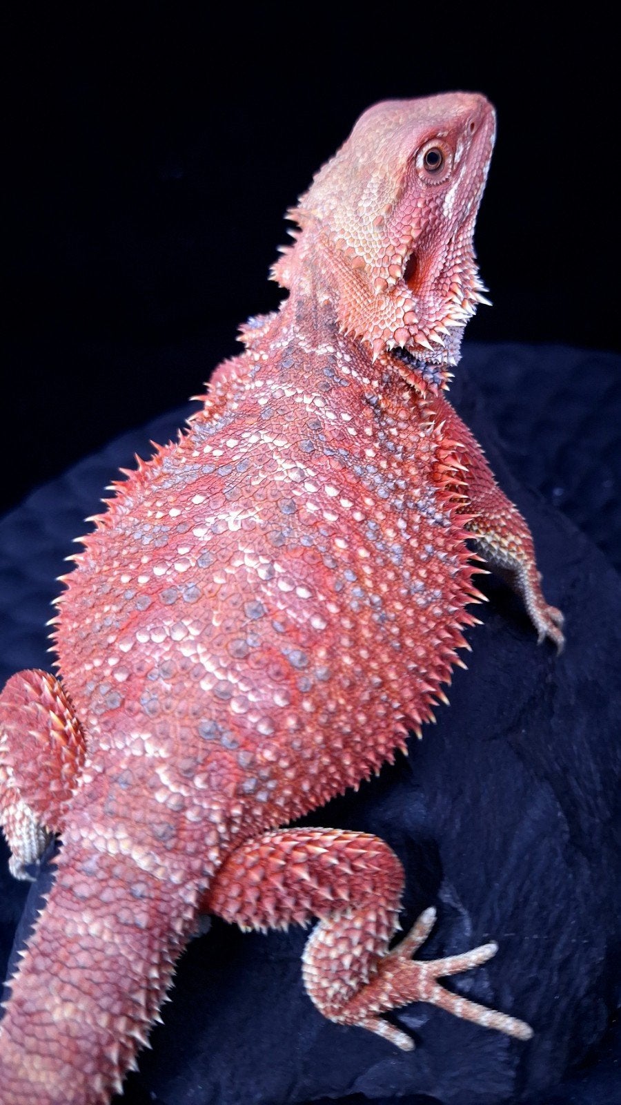 Red/Purple Hypo Blue Bar Baardagaam Vrouw (Holdback) Bearded Dragon photo 5