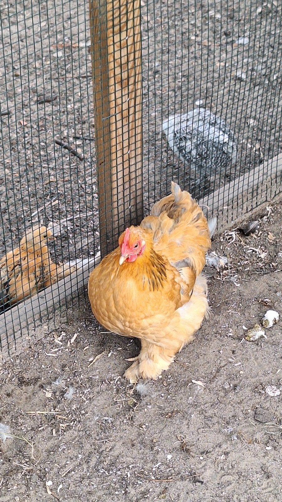 2 Cochin hennetjes te koop, Dieren en Toebehoren, Pluimvee, Vrouwelijk, Kip