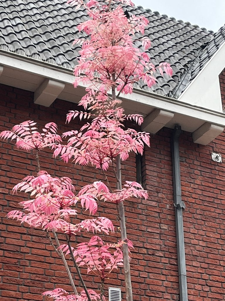 Toona sinensis 'Flamingo' UIENSOEPBOOM, exclusief en eetbaar, Overige soorten, 100 tot 250 cm, Zomer, Ophalen