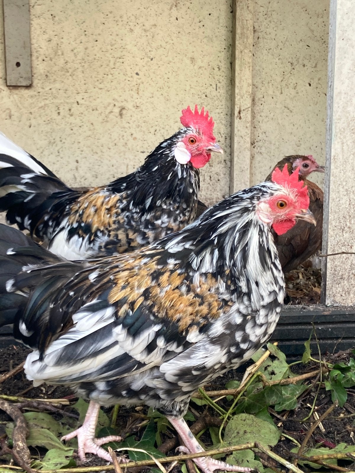 Krielhaantjes gratis, Dieren en Toebehoren, Meerdere dieren, Kip