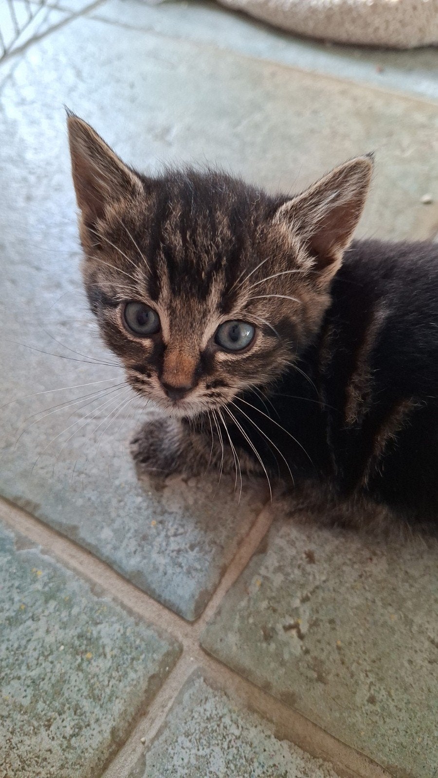 kittens te koop, Meerdere dieren, Kortharig, 0 tot 2 jaar