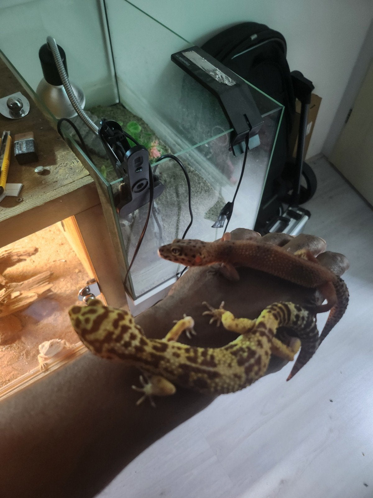luipaard Gekko Leopard Gecko photo 13
