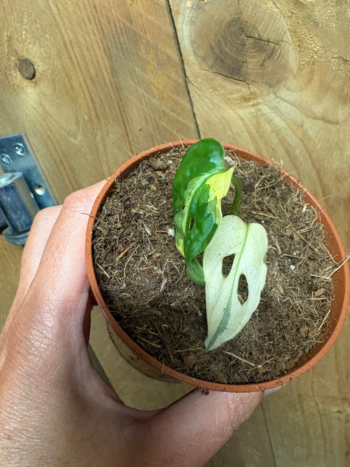 Monstera adansonii monkeymask albo mint white variegata, Ophalen of Verzenden, Halfschaduw, Minder dan 100 cm