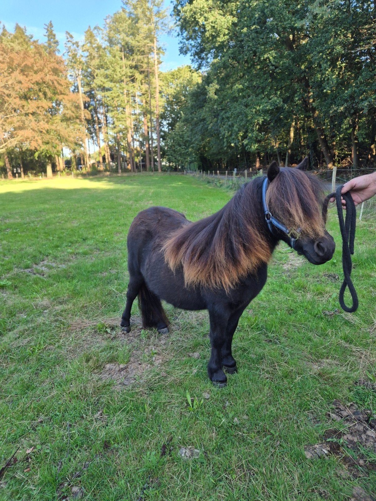 2 lieve shetlander merries, Merrie