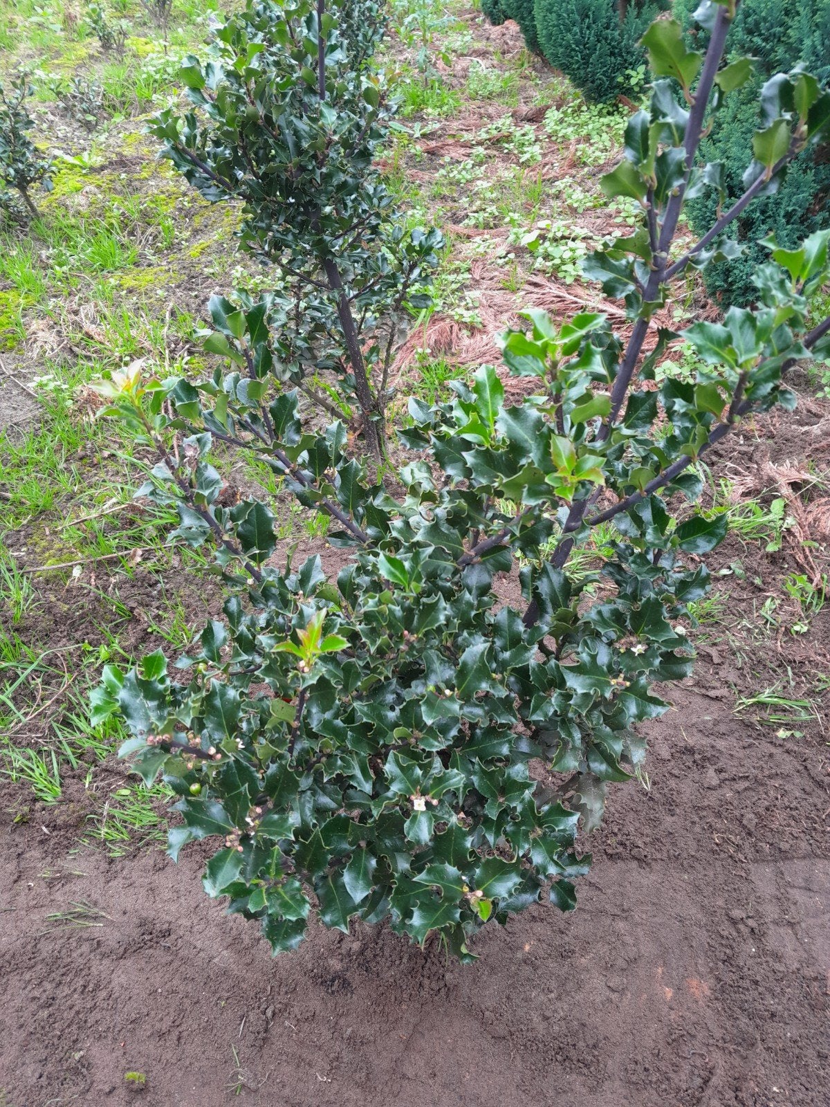 Hulst (Ilex aquifolium) 40cm (nog 30 st)- Wintergroene siers, Vaste plant, Halfschaduw, Zomer, Ophalen