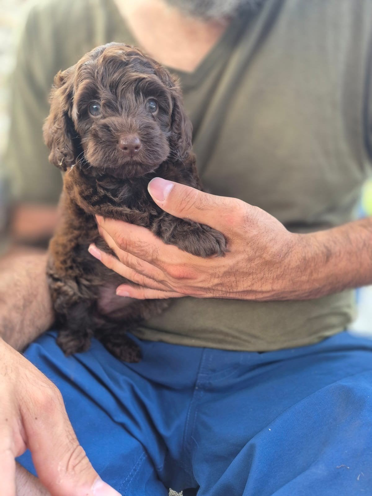 Zeer klein. Labradoodle pups mini aust., Dieren en Toebehoren, 8 tot 15 weken, Parvo, Meerdere dieren, Eén hond