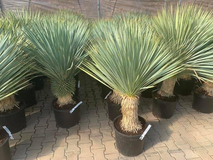 Mediterrane bomen assortiment | Palmen, olijven en vijgen, Volle zon, Minder dan 100 cm, Zomer, Overige soorten