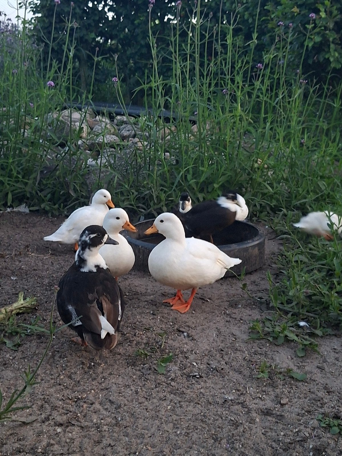 kwakers te koop, Dieren en Toebehoren, Meerdere dieren, Eend
