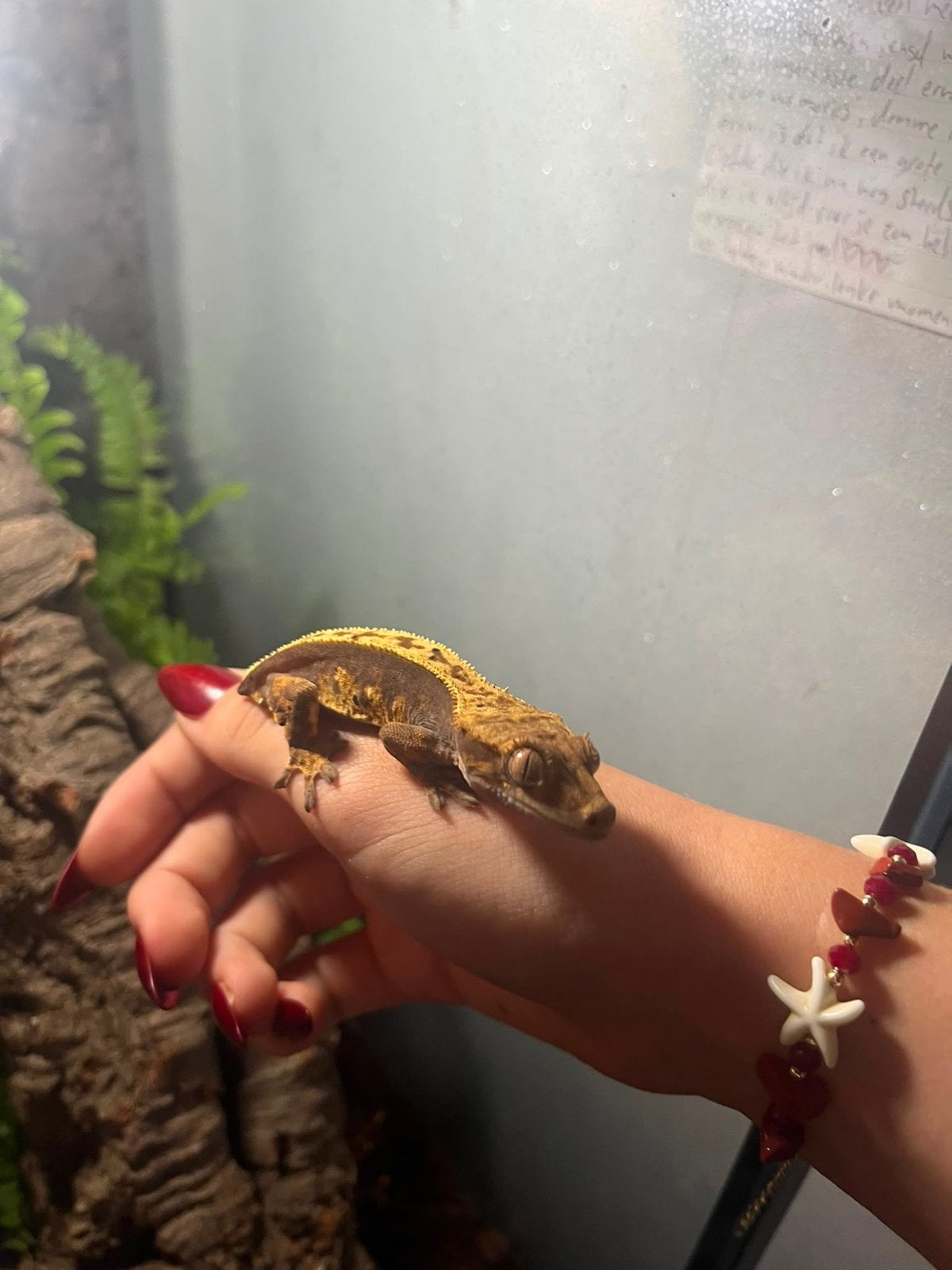 Wimpergekko ., Hagedis, Met terrarium, 0 tot 2 jaar