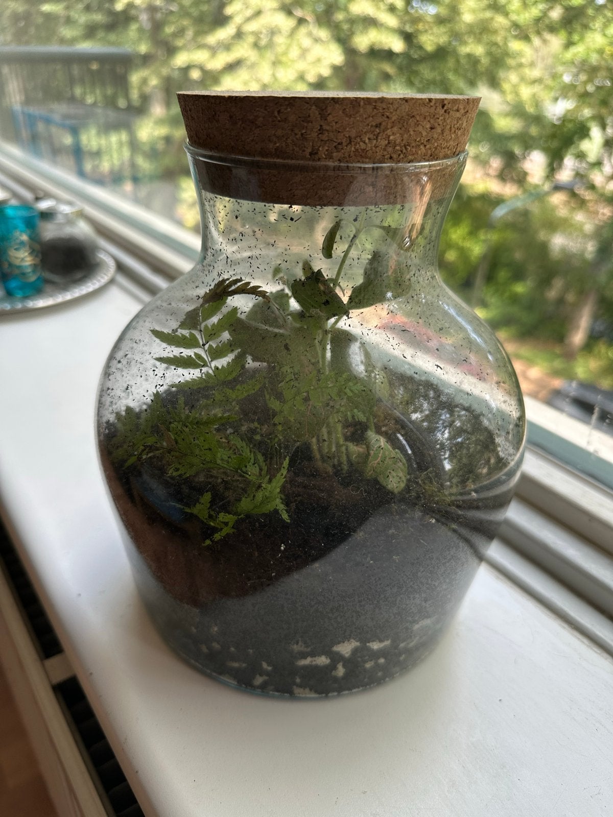 Gesloten Terrarium - Onderhoudsvrij Groen in Glas, Ophalen, Groen, Nieuw, Modern