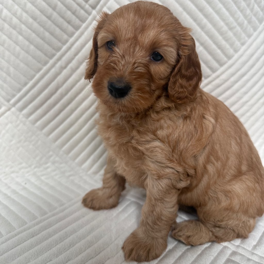 Australian Labradoodle pups | WALA stamboom, Dieren en Toebehoren, Parvo, Overige rassen, 8 tot 15 weken, Meerdere