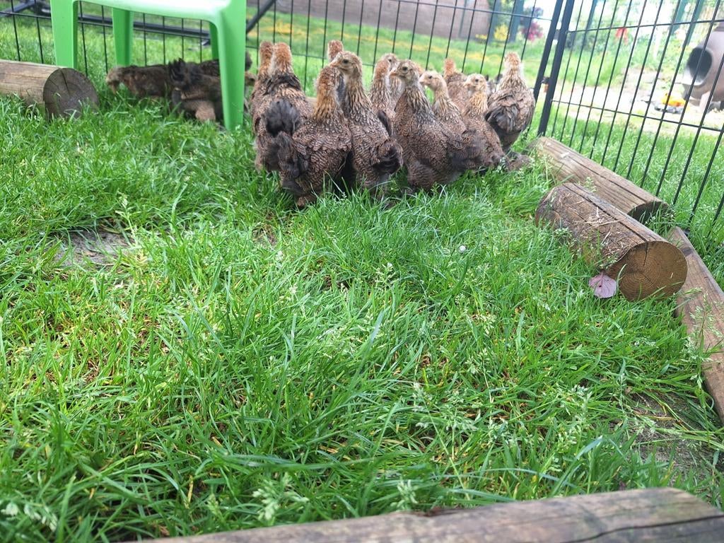 Nog 5x Hen en haankuikens brahma kriel meerzomig patrijs, Meerdere dieren, Kip