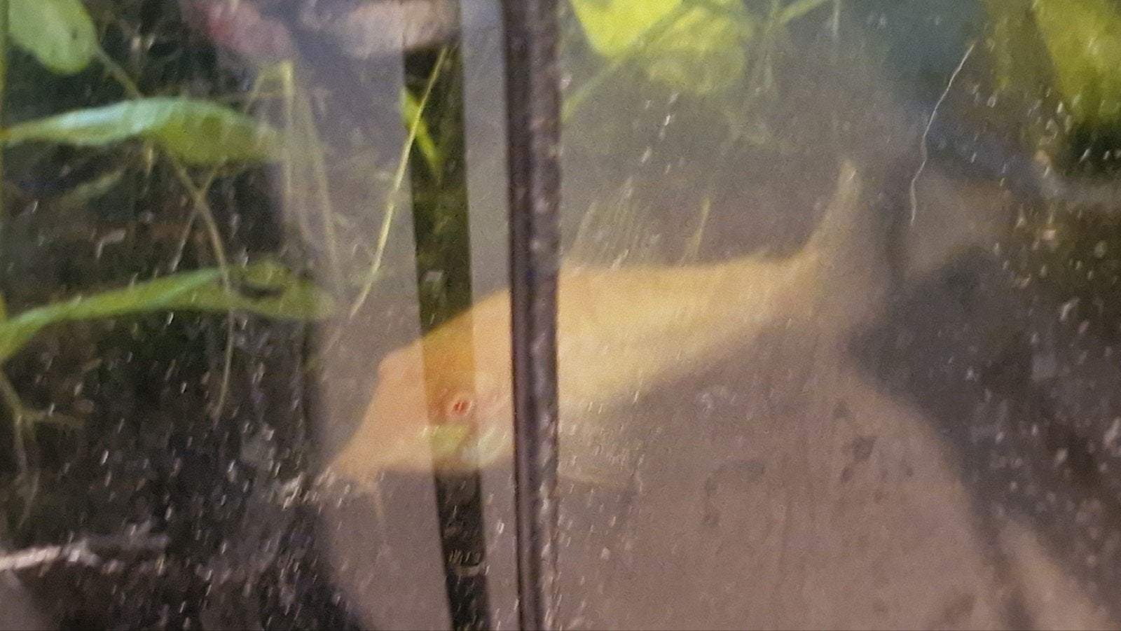 corydora albino 1 gratis, Dieren en Toebehoren