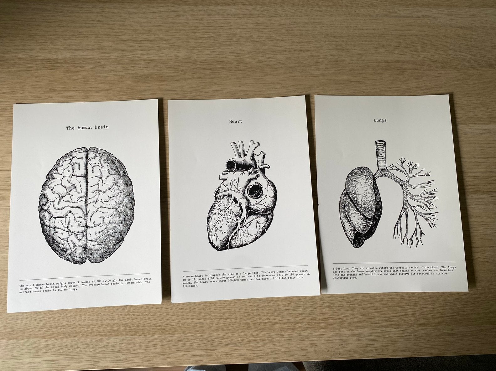 Drie posters anatomie medisch hersenen, hart en longen, Ophalen of Verzenden, Zo goed als nieuw