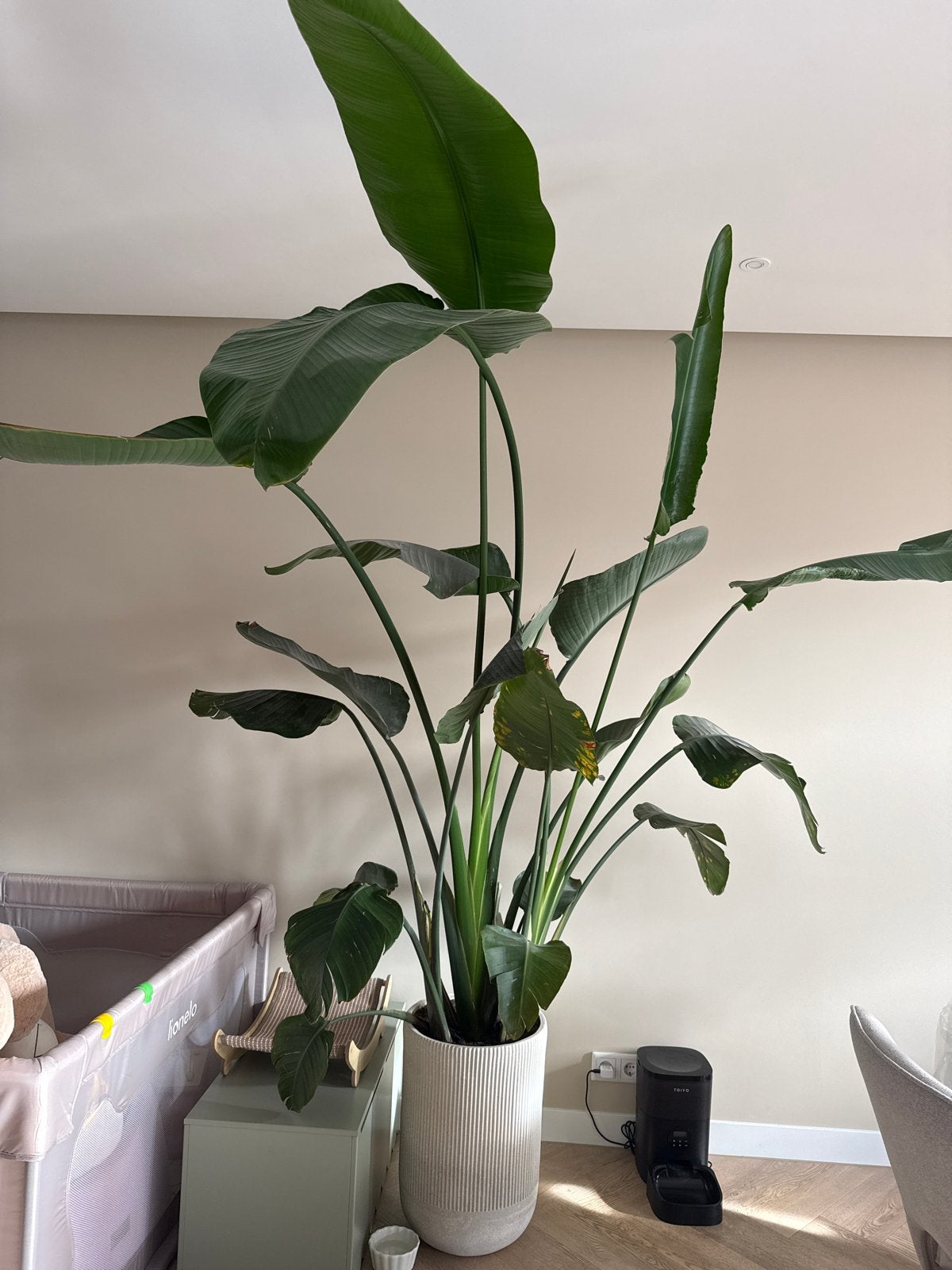 Grote Strelitzia Nicolai - Paradijsvogelplant, Huis en Inrichting, Ophalen, 200 cm of meer, Overige soorten, In pot