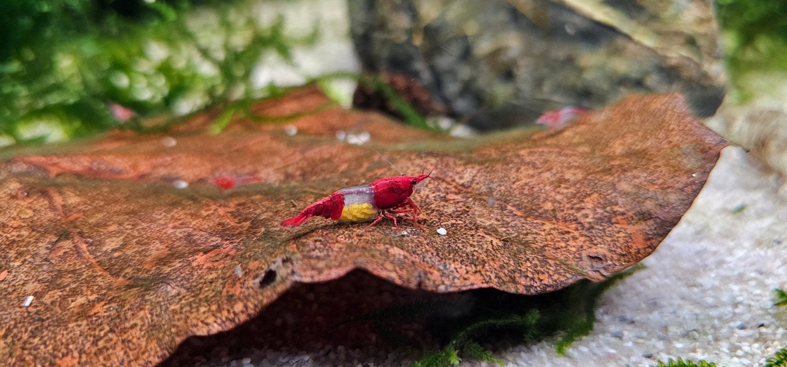 ✅ Neocaridina Red Rili garnalen | Chen Wei Wei lijn, Dieren en Toebehoren, Kreeft, Krab of Garnaal, Zoetwatervis