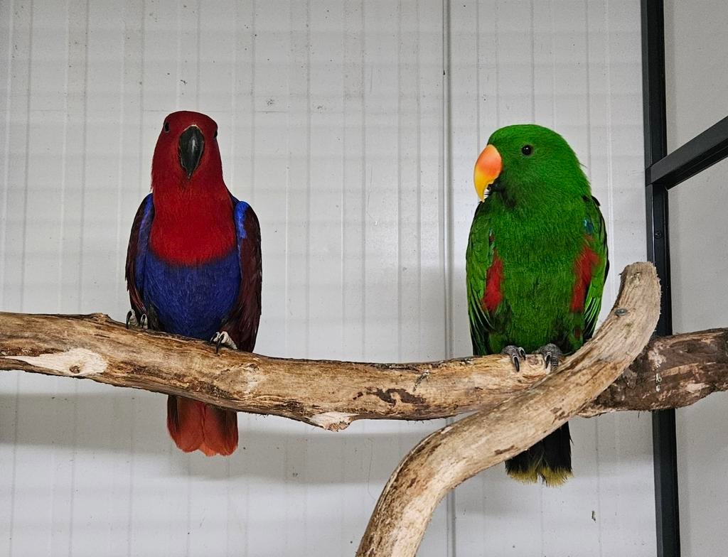 1-1 Edelpapegaai, Meerdere dieren, Parkiet