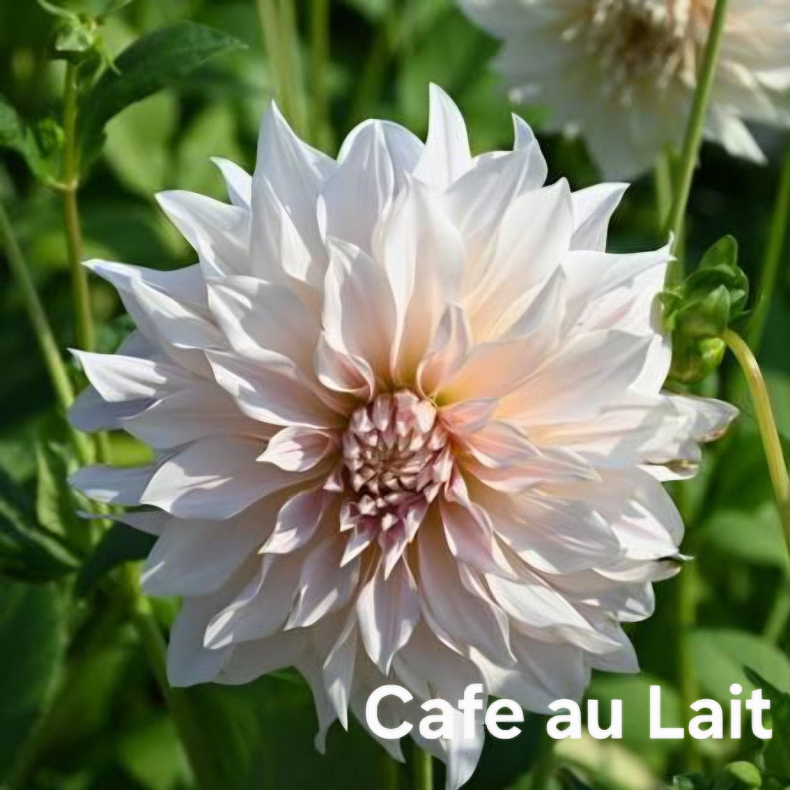 Dahlia Café au lait in pot, Ophalen, Volle zon, Knol
