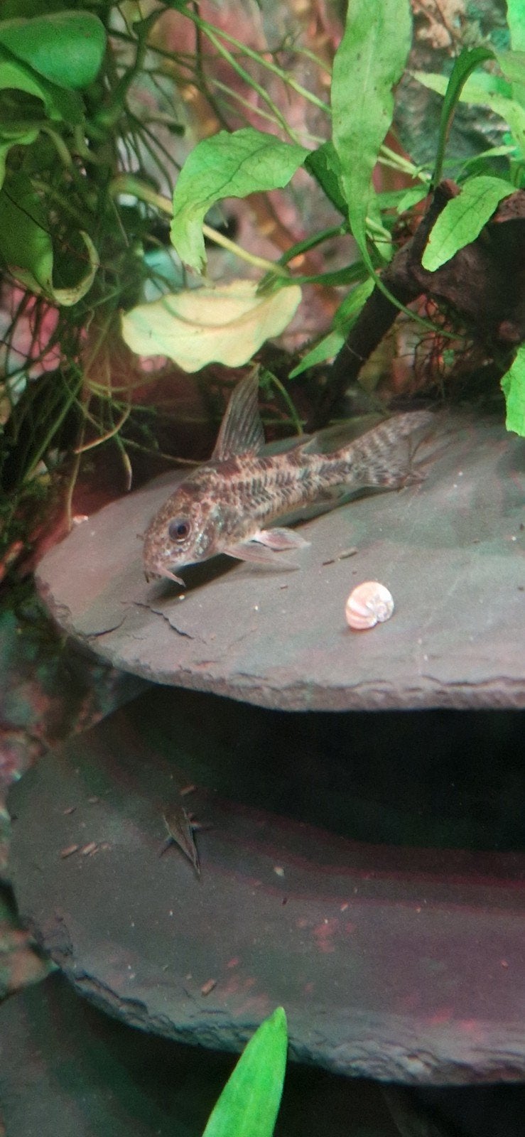 2 corydoras paleatus ruilen, Dieren en Toebehoren, Vissen | Aquariumvissen, Vis