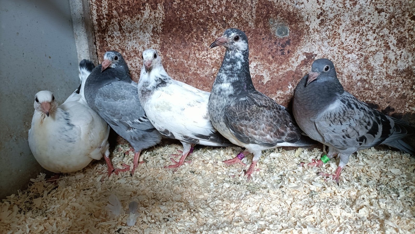 mooie jonge kleur postduiven piepers, Meerdere dieren, Postduif