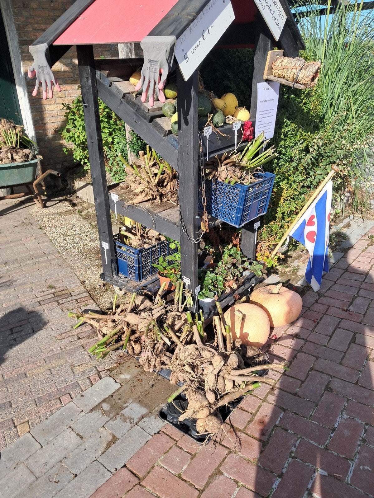 Dahlia bollen, Ophalen, Overige soorten, Volle zon