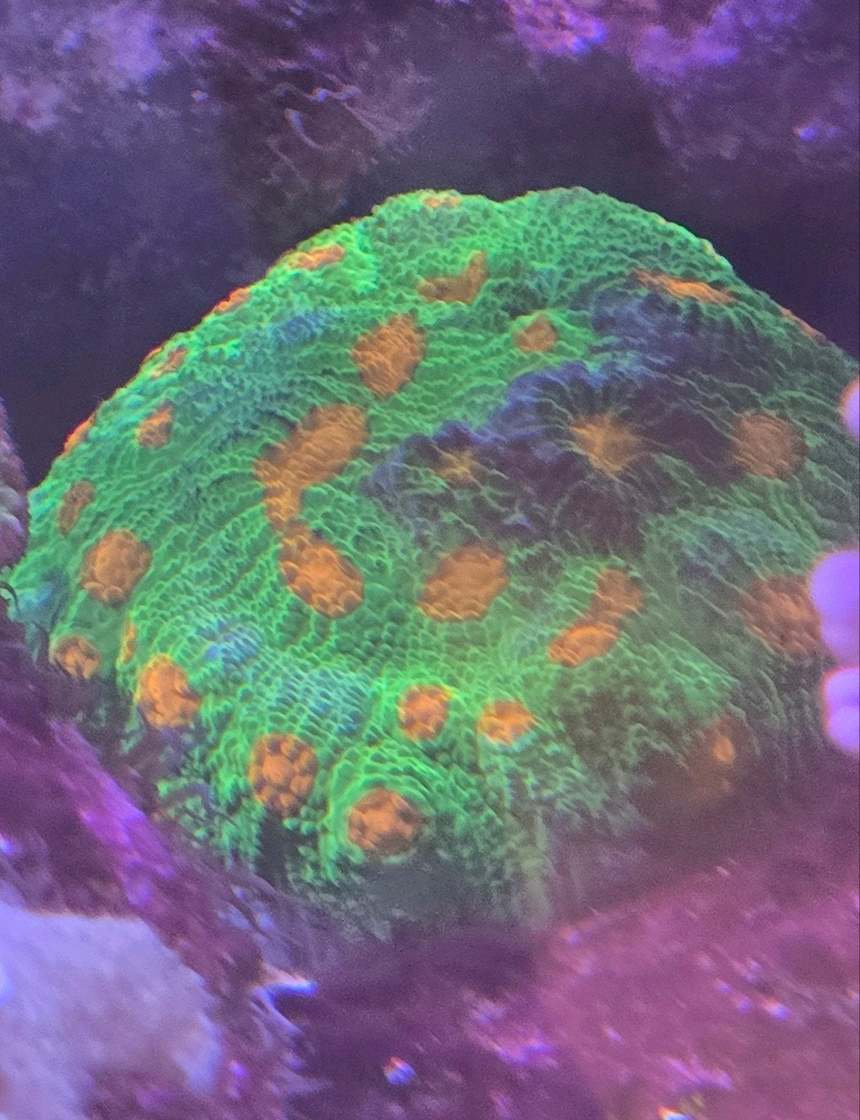 bubble gum monster chalice, Overige typen, Zoutwatervis, Schoolvis