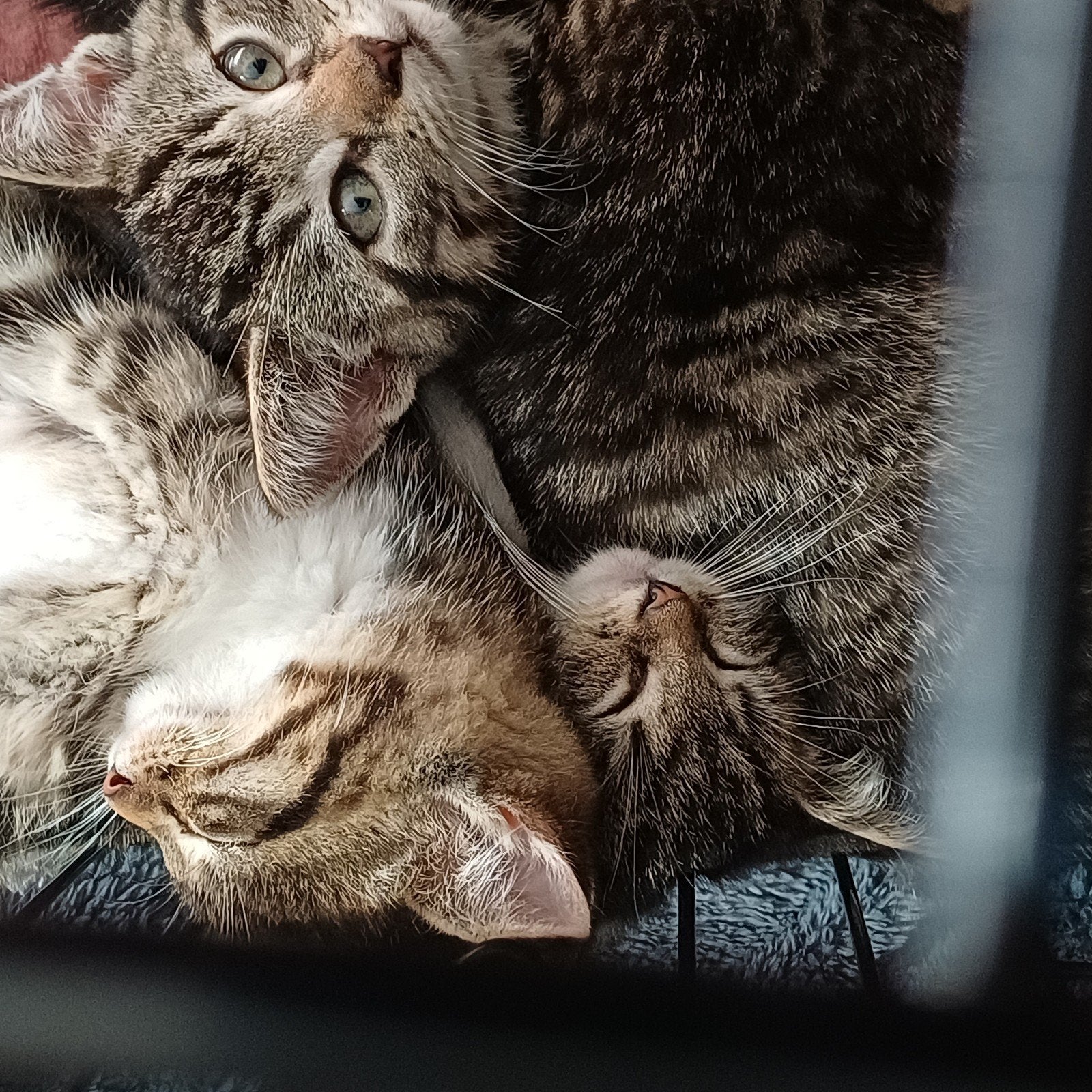Kittens van zwerfmoeder, Dieren en Toebehoren