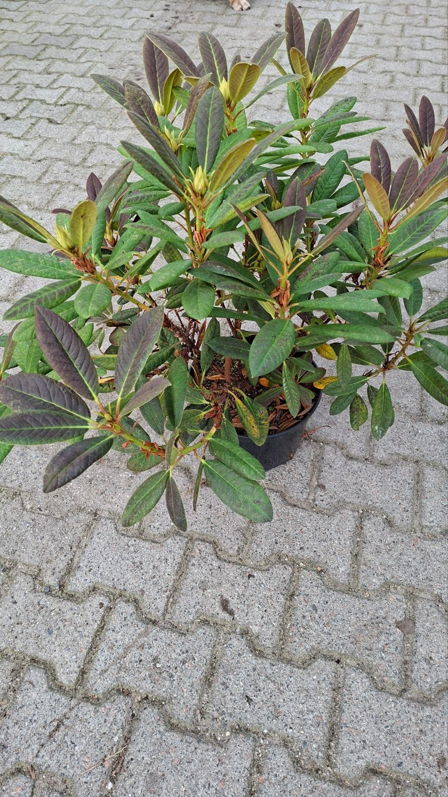 Rhododendron,  2 euro 50, Tuin en Terras, Ophalen, Rhododendron, Struik, Minder dan 100 cm