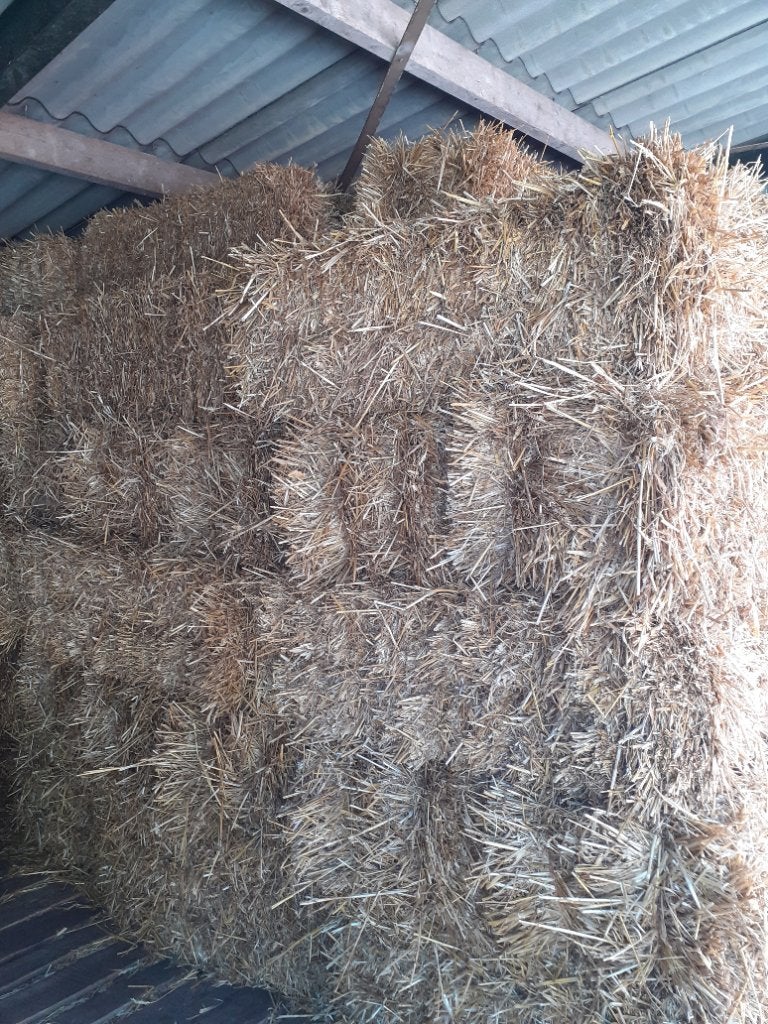 Te koop tarwe stro in kleine pakken, Ophalen, Vee